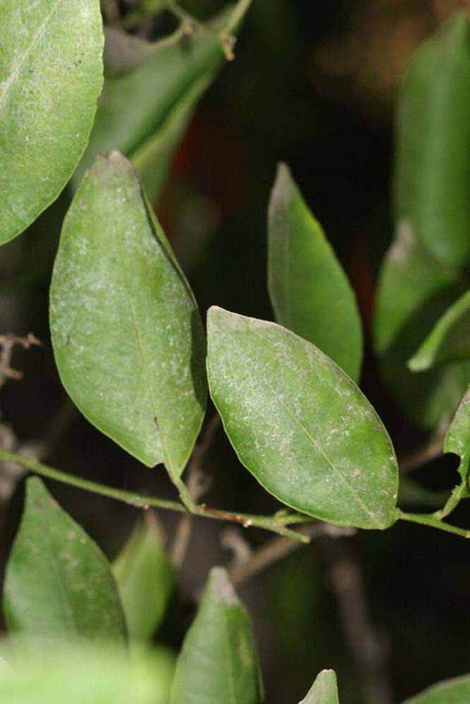              Shade leaves (Riverside, CA)       